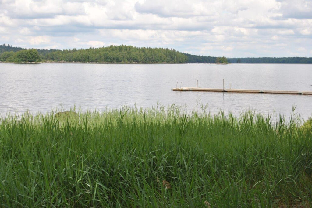 Brygga som går ut i sjö. Det är skog runt sjön