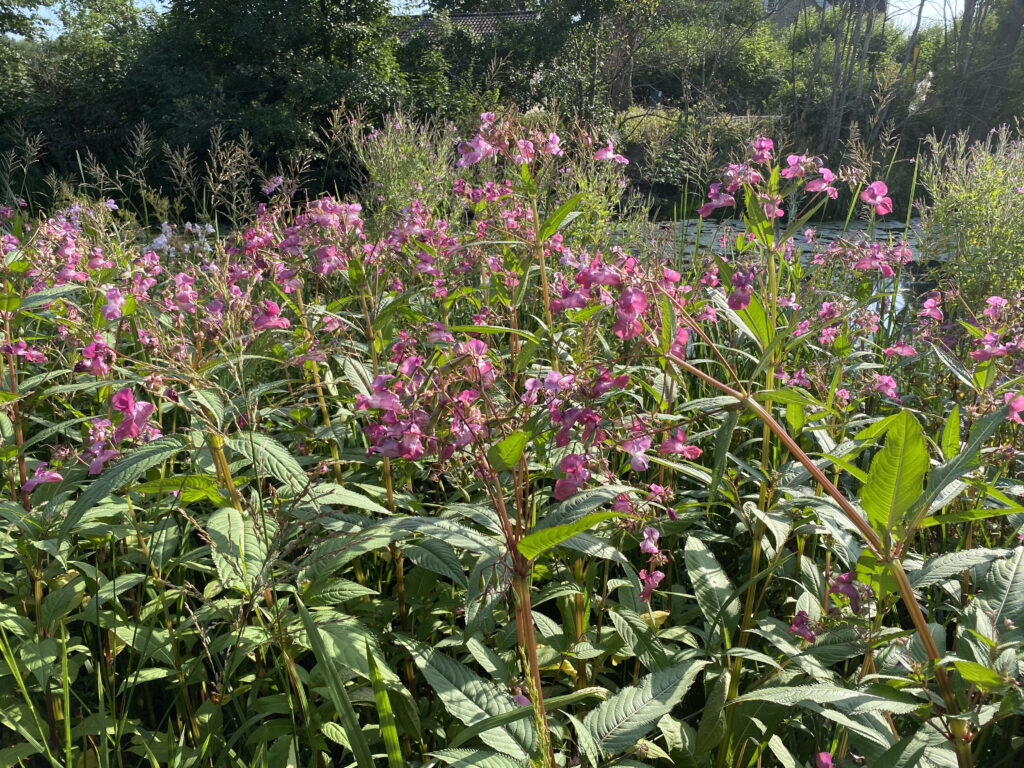 Bestånd av jättebalsamin. Rosa/lila blommor 