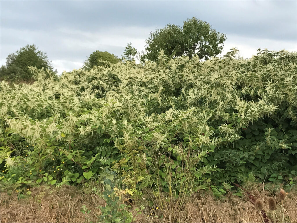 Blommande parksildebestånd. Vita blommor 