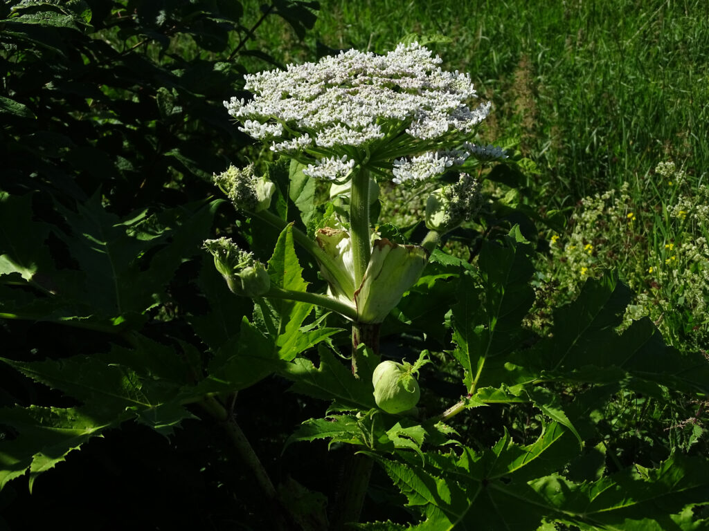 Närbild på jätteloka. Vita små blommor som växer i en klase