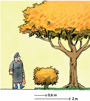 Illustration som visar en liten buske som står 0,6 m från gångbana och ett träd som står 2 m från gångbana.