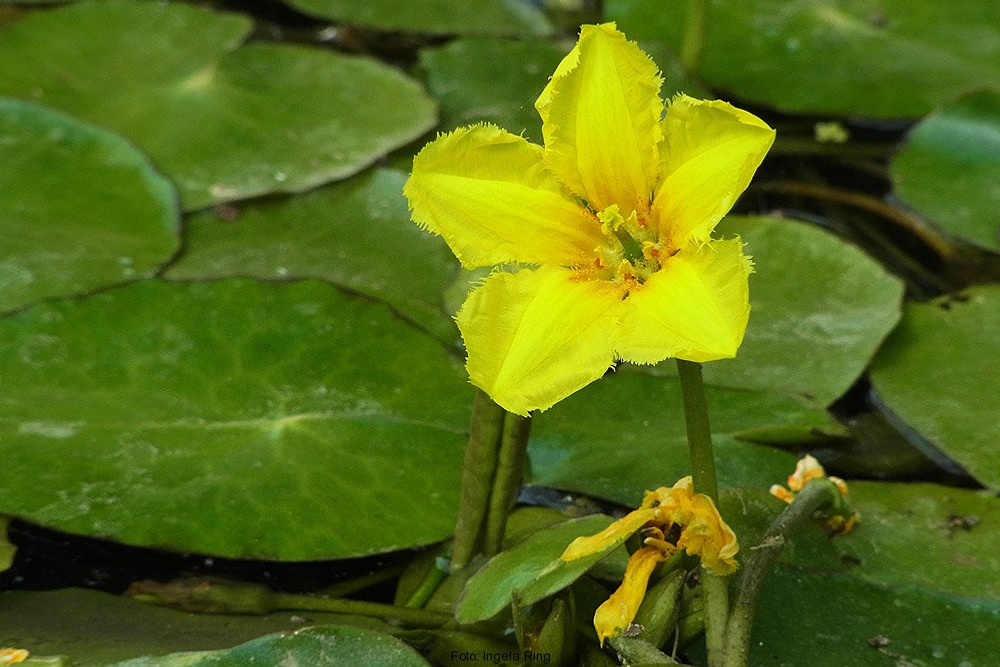 En gul blomma med fem kronblad. Gröna stora blad som täcker vattenytan 