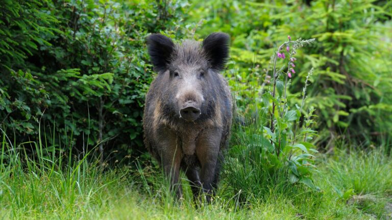 Vildsvin står vid ett skogsbryn.