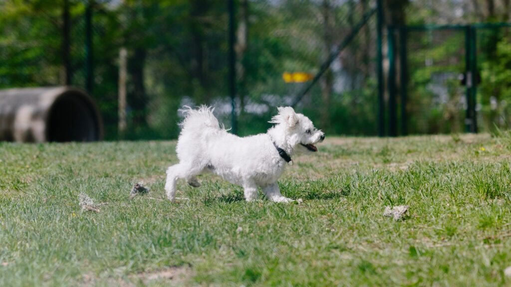 En liten vit och lurvig hund springer över en gräsyta. Stängsel i bakgrunden.