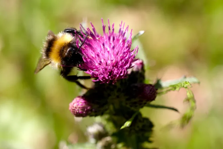 Humla på en tistel