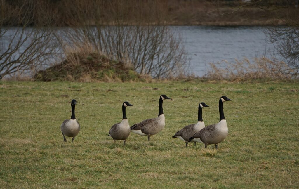 Grupp med kanadagäss på en gräsyta vid vatten.