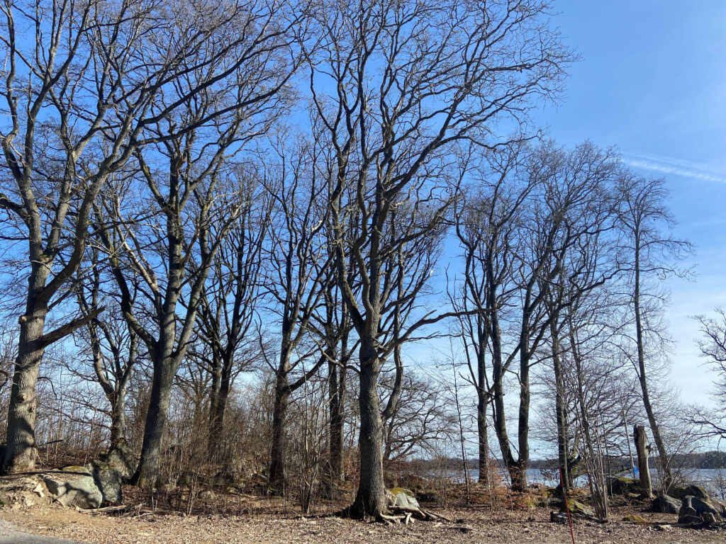 Träd som står i vid sjökanten