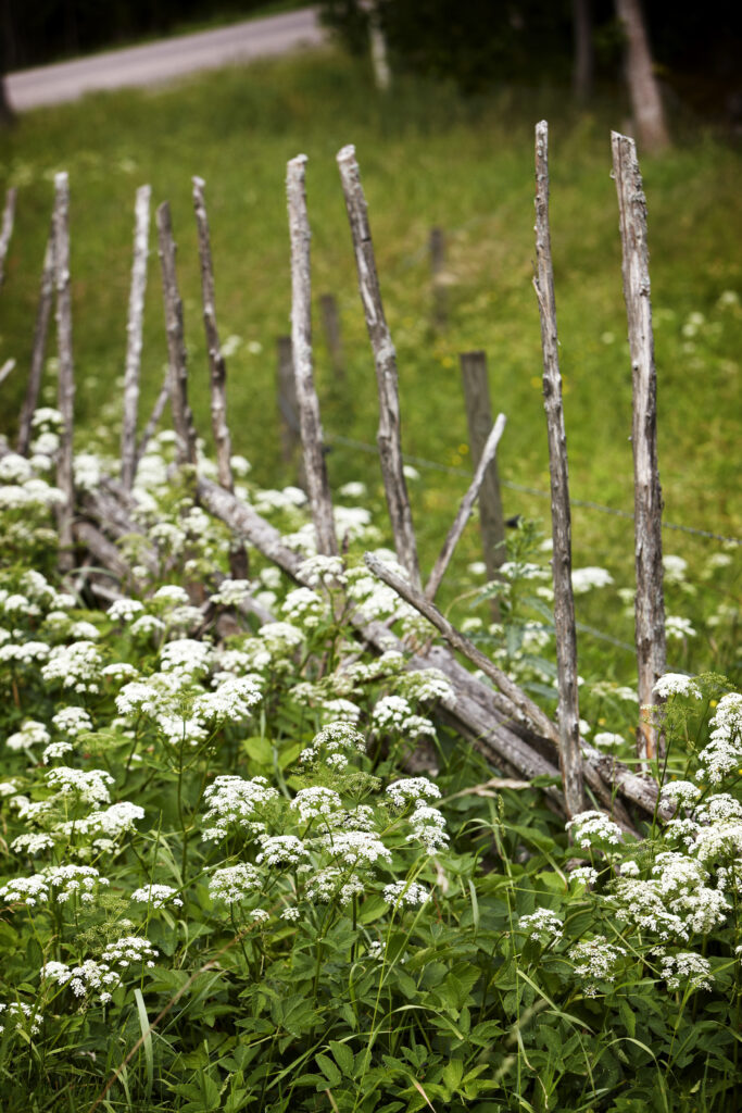 Ett trästaket omgivet av vildblommor på ett fält.