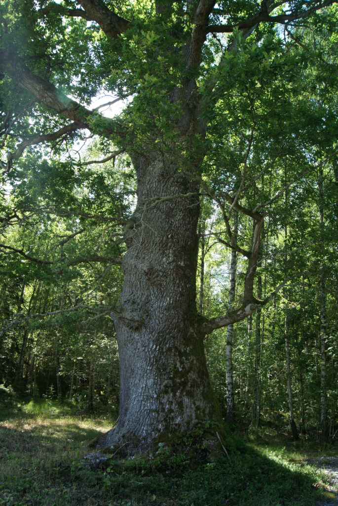 Ett stort träd som står mitt i en skog.