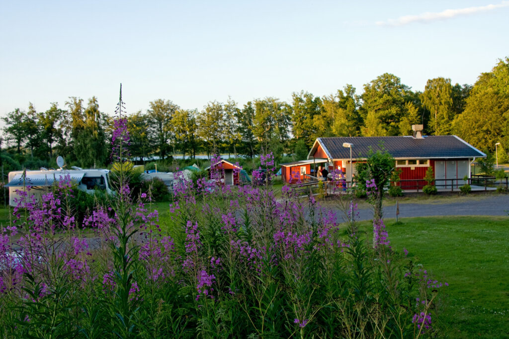 Lila blommor i förgrunden. I bakgrunden en husbil och ett rött litet hus