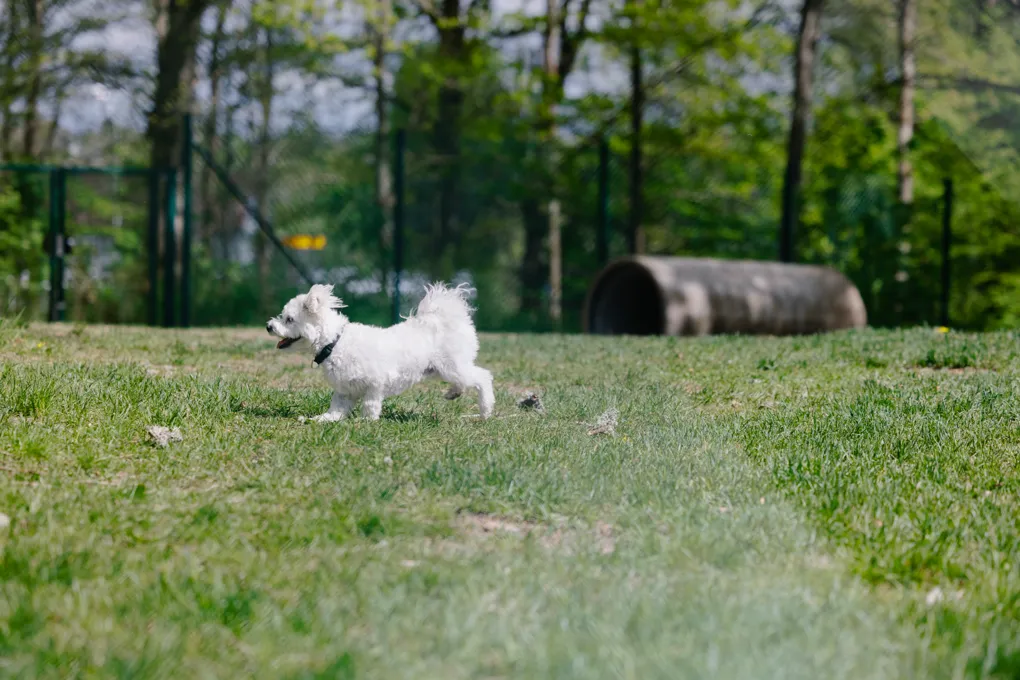 En liten vit hund som går över ett grönskande fält.