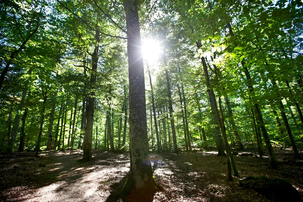 Solen skiner genom träden i skogen.